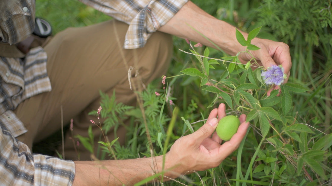 Identifying maypop edible fruit and flower in the field — wilderness plant identification