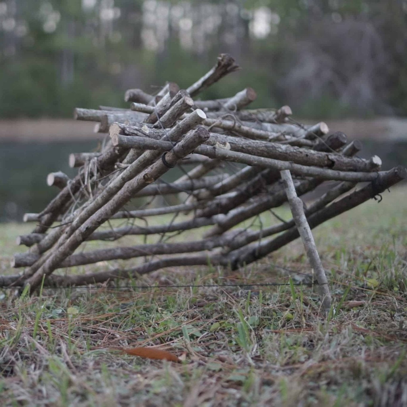 Bushcraft Skills Course - Gray Bearded Green Beret Survival School - Arapuca Bird Cage Primitive Trap