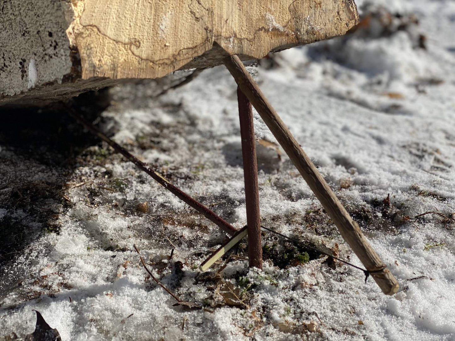 Primitive Trapping Course — Gray Bearded Green Beret Survival School Paiute Deadfall Trap Trigger Toggle Release